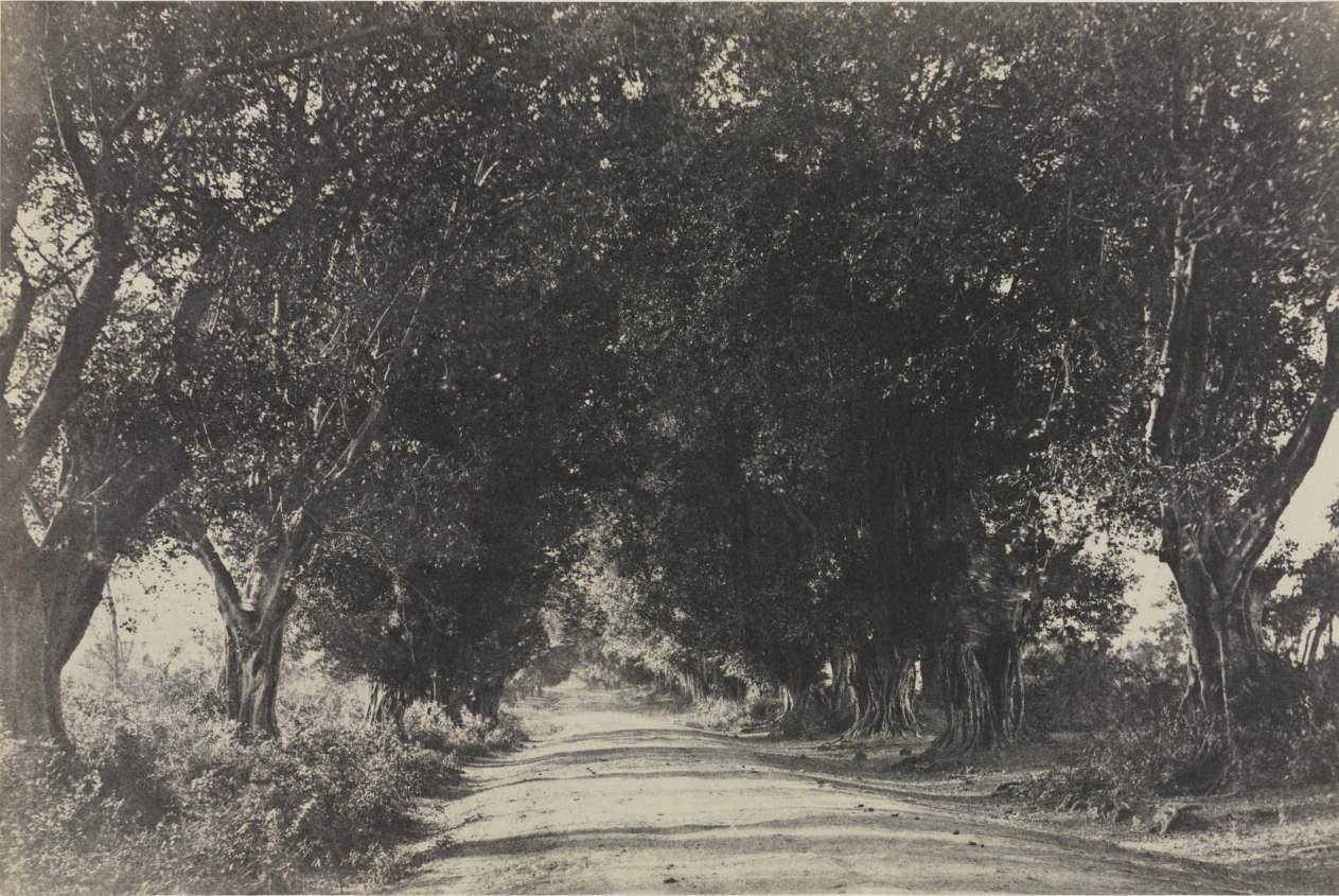 Avenue of the Banian Trees, Seringham, India