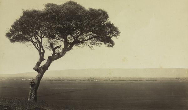 Untitled (Landscape near Watsonville, California)