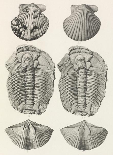 Camera Work: Untitled