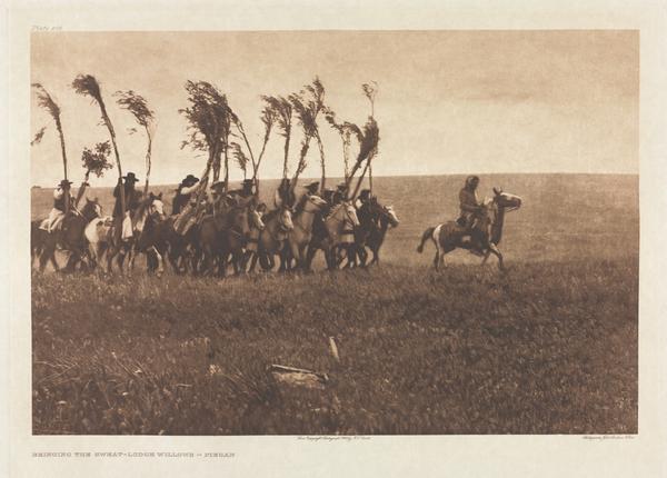 Portfolio VI, Plate 205: Bringing the Sweat-Lodge Willows - Piegan