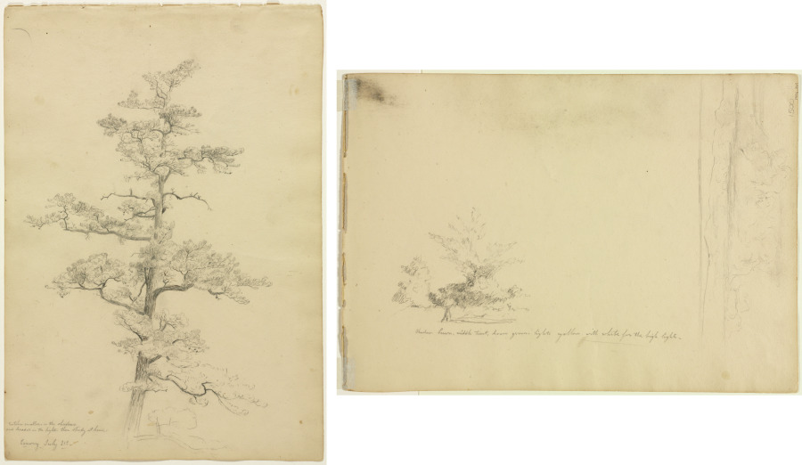 David Johnson — Pine Tree, Conway, New Hampshire (recto); Landscape and Tree Studies (verso)