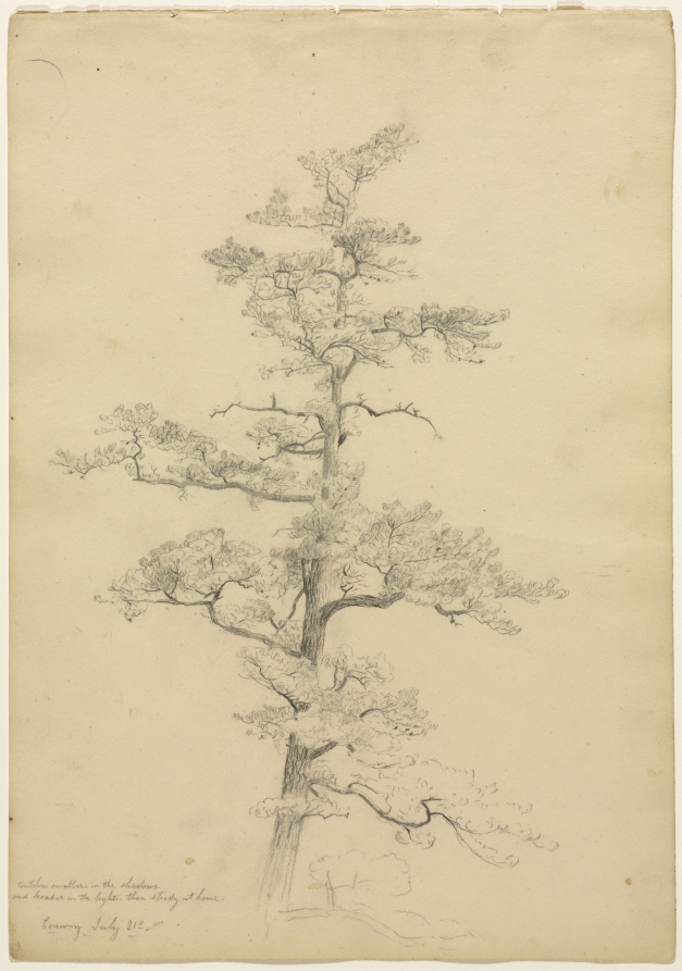 David Johnson — Pine Tree, Conway, New Hampshire (recto)