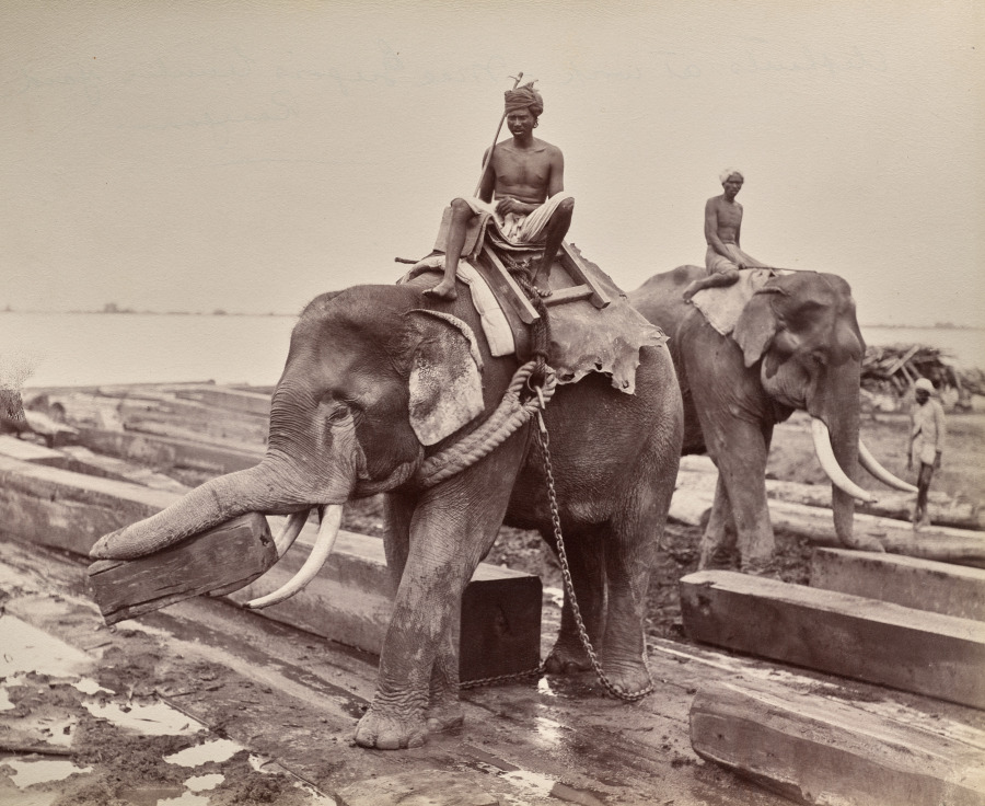 Unknown Artist — Untitled (elephants moving blocks of wood) (recto)