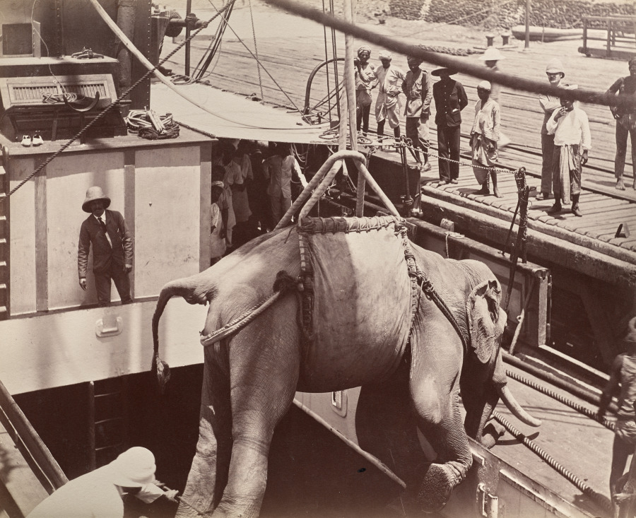 Unknown Artist — Untitled (elephant being loaded onto a ship, recto)
