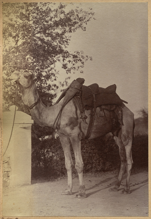 Raja Deen Dayal — Captain Bailward's camel (verso, left)