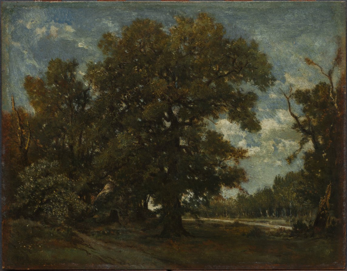 The Oak Tree