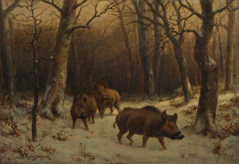 Wild Boars in the Snow