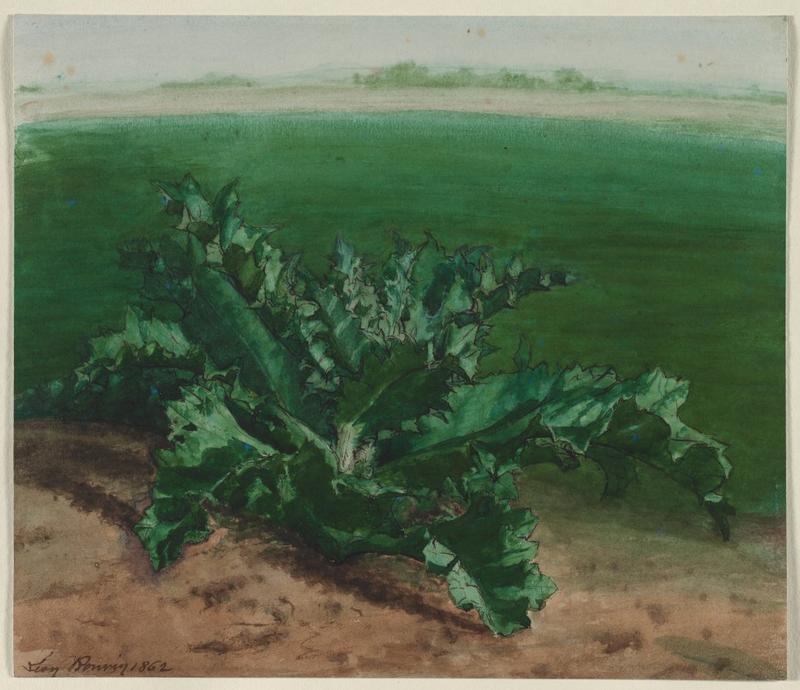 Study of a Plant, Possibly Thistle