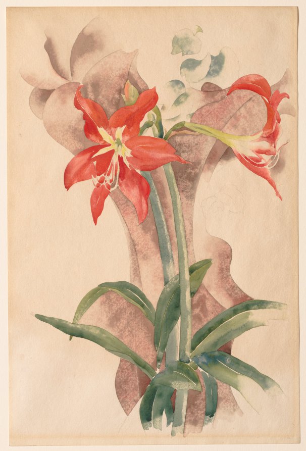 Amaryllis