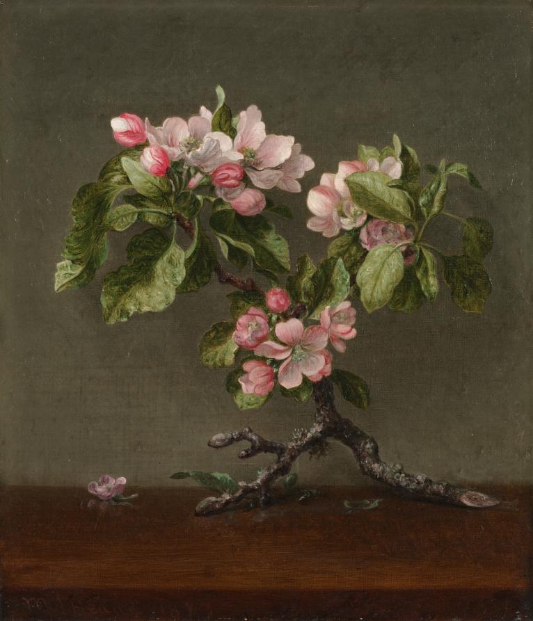 Apple Blossoms