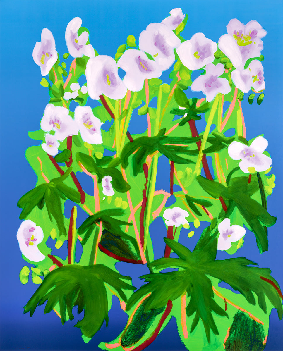 Nicole Wittenberg — Sweet William 1