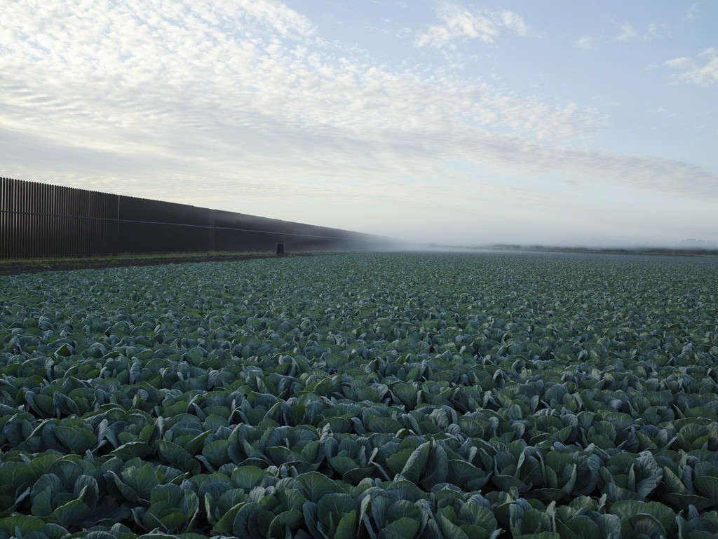 Richard Misrach — Cabbage Crop Near Brownsville, Texas, 2015 