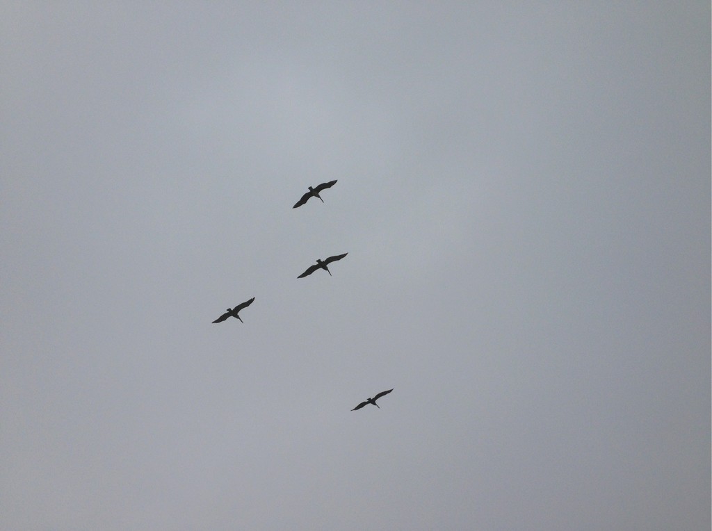 Richard Misrach — Birds, Boca Chica Highway, Gulf Coast Texas