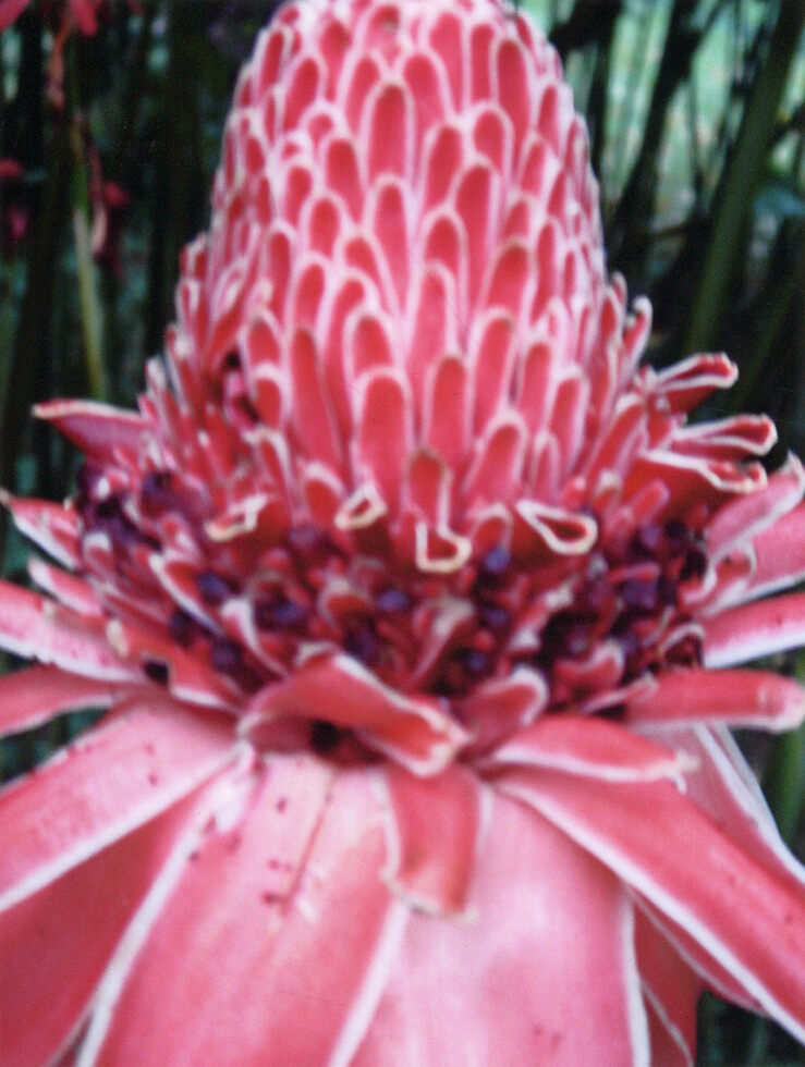Jack Pierson — Untitled (Pink Flower)