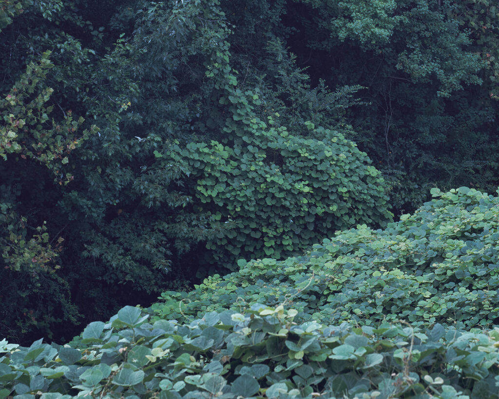 Deana Lawson — Between Montgomery and Pratville