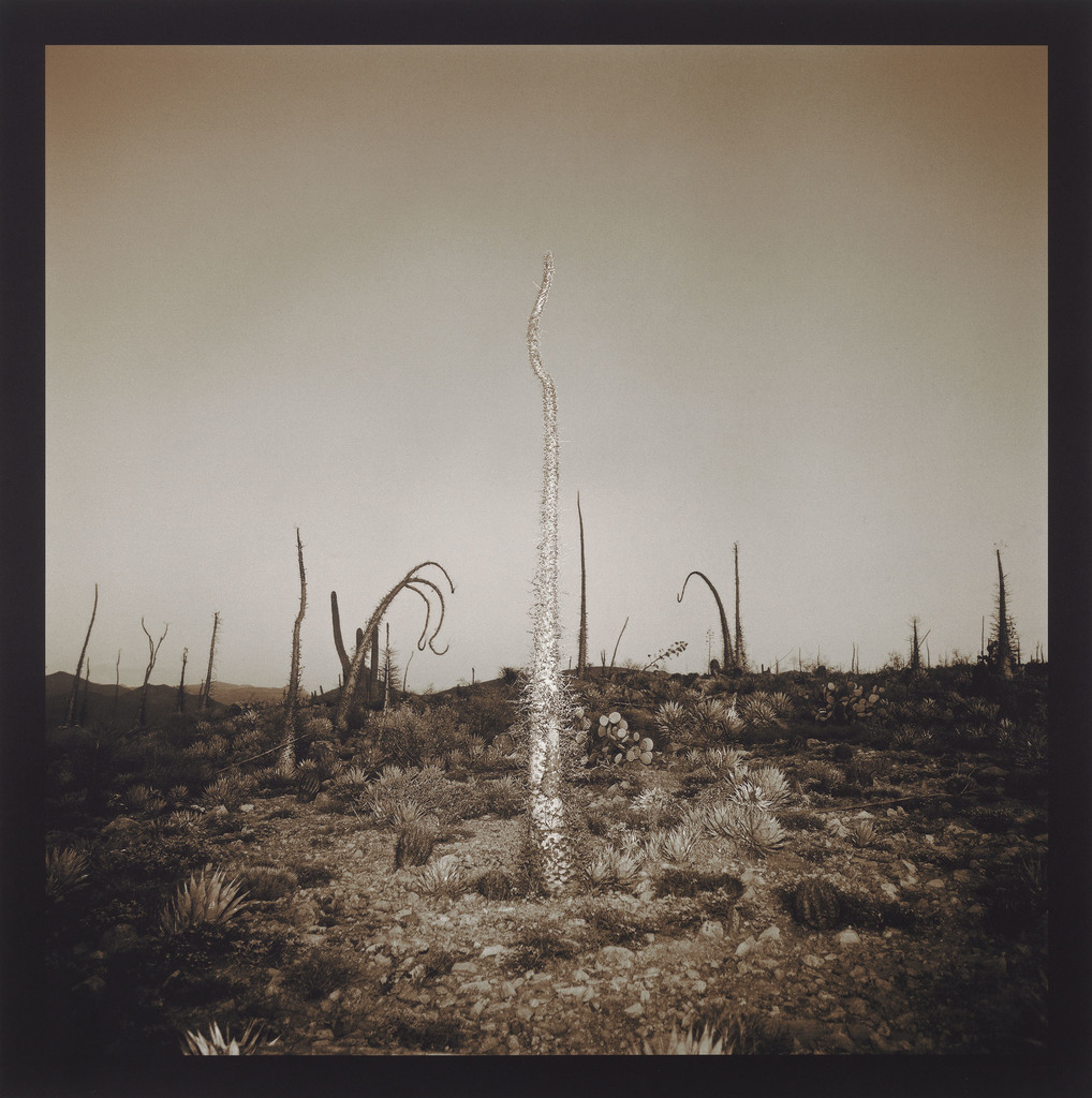 Richard Misrach — Boojum Tree
