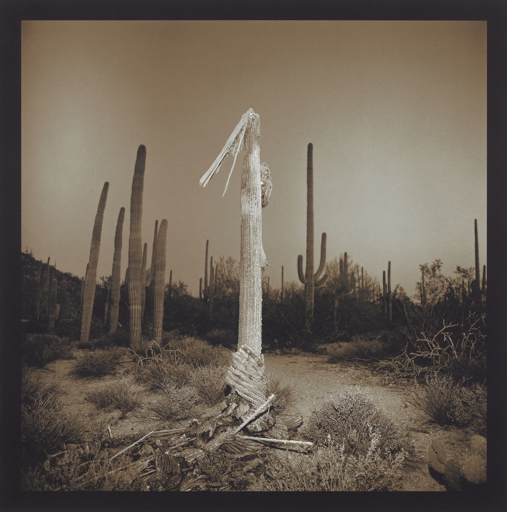 Richard Misrach — Saguaro Cactus