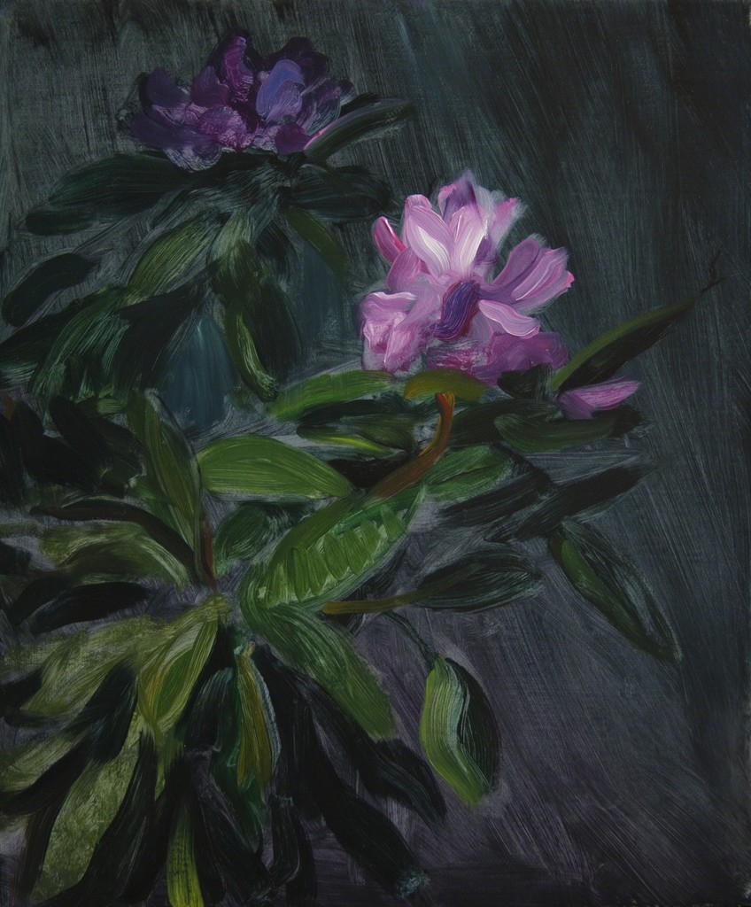 Rhododendron