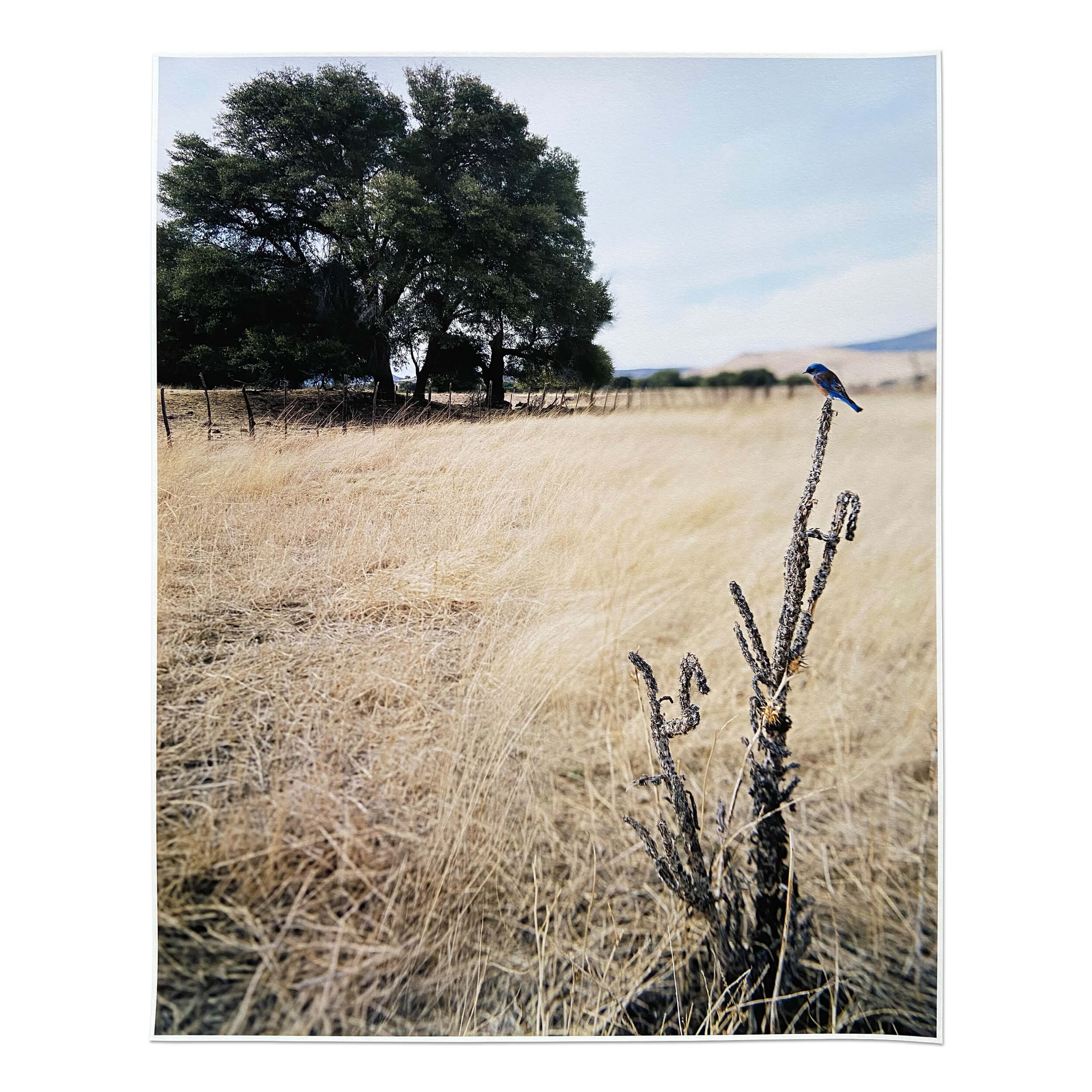 Jean-Luc Mylayne — N°476, Décembre 2006 – Mars 2007