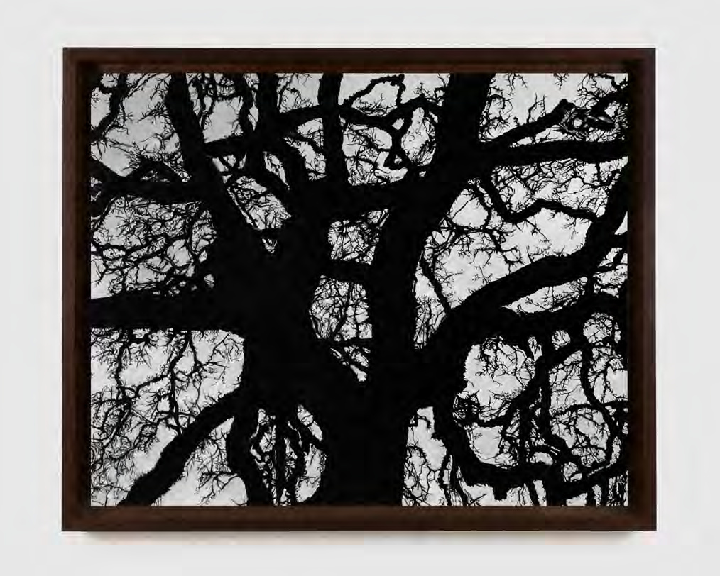Robert Longo — Untitled (Tree)
