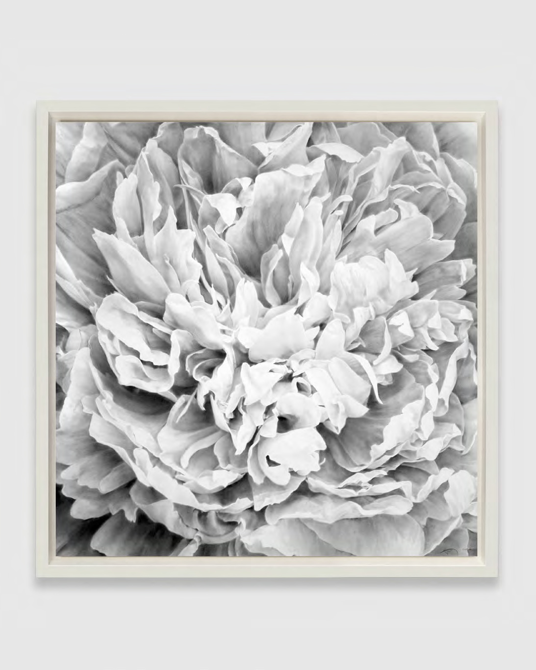 Robert Longo — Untitled (Peony)