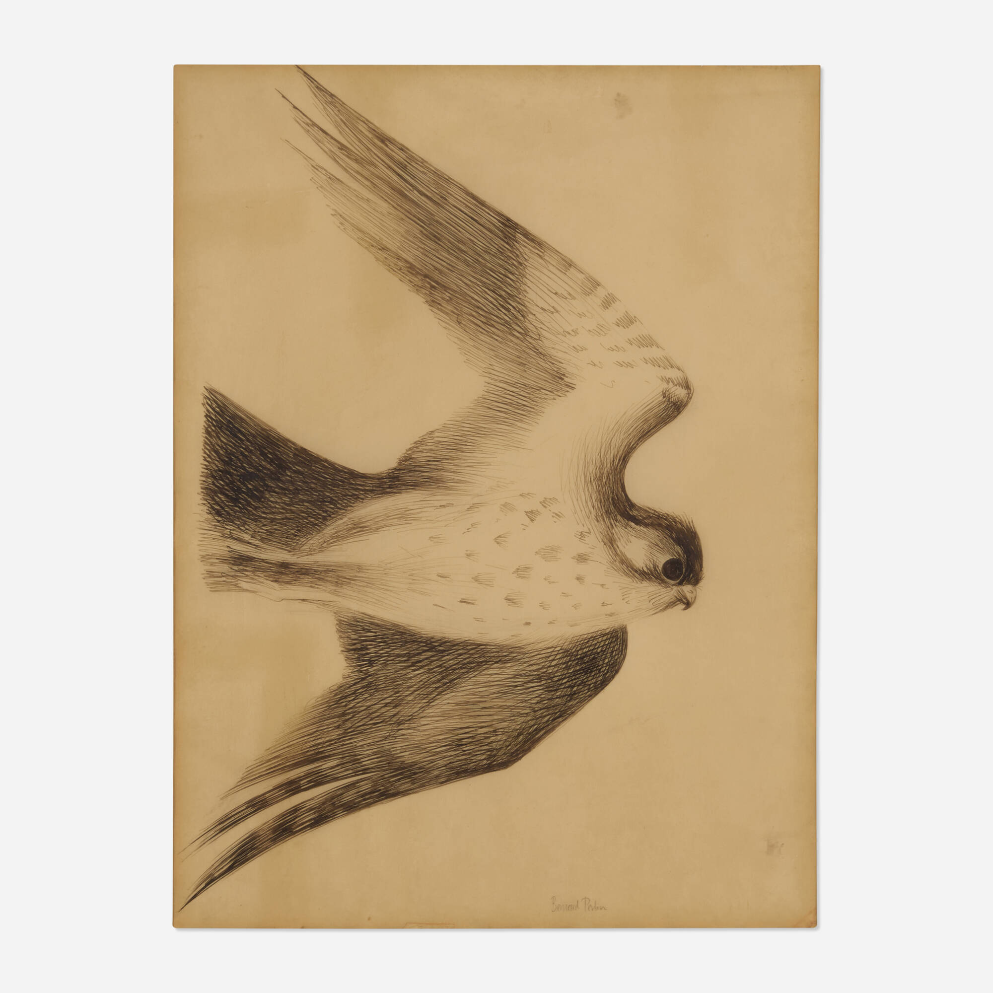 Bernard Perlin — Pilgrim Hawk