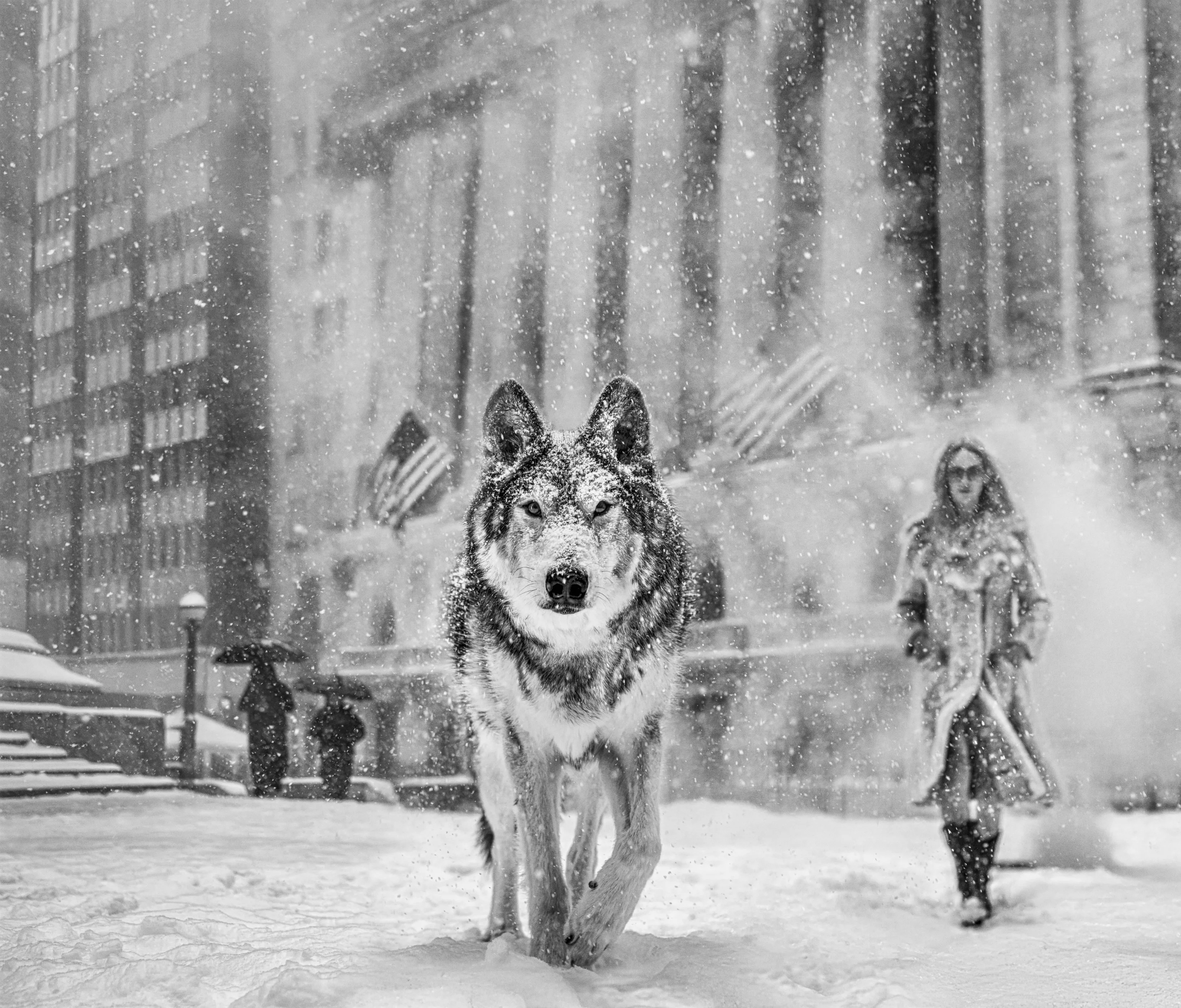 David Yarrow — Wall Street Stories